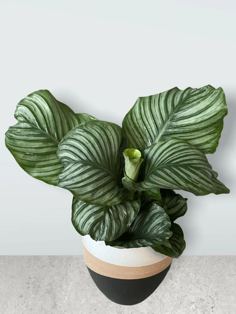 Calathea Orbifolia in Jade Planter