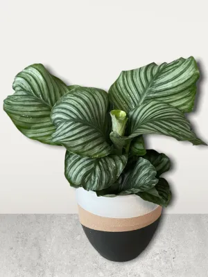 Calathea Orbifolia in Jade Planter